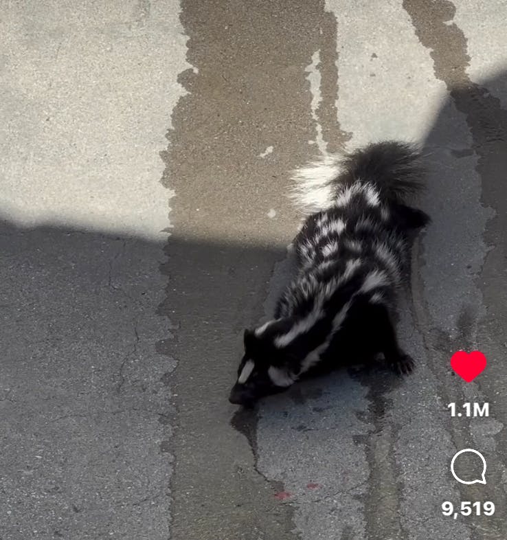 A spotted skunk is stuck in a skate park bowl trying to climb out