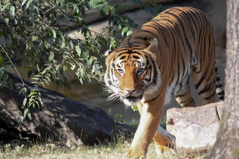 A striped tiger walks through green foliage.