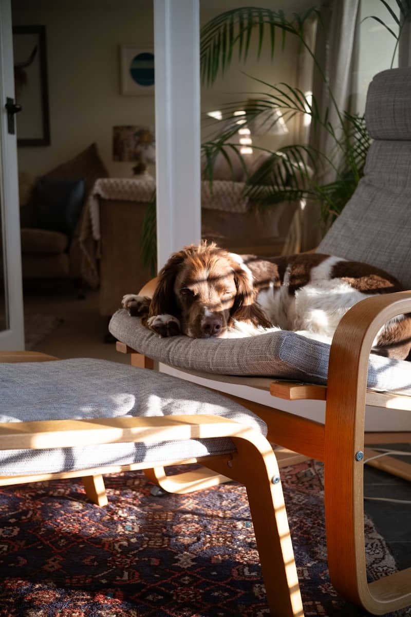 Cozy dog napping on a sunlit armchair indoors.