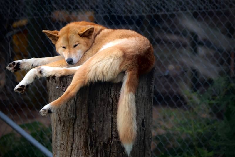 A dingo rests on a tree stump in an enclosure.