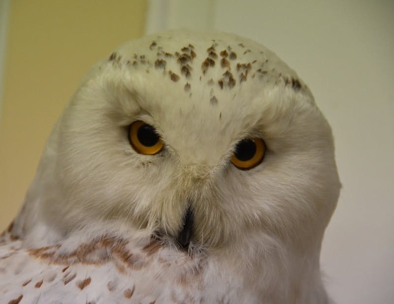 A close up of a white owl with yellow eyes