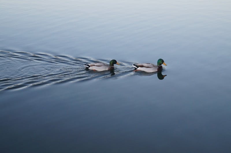 two swimming mallard ducks on still body of water