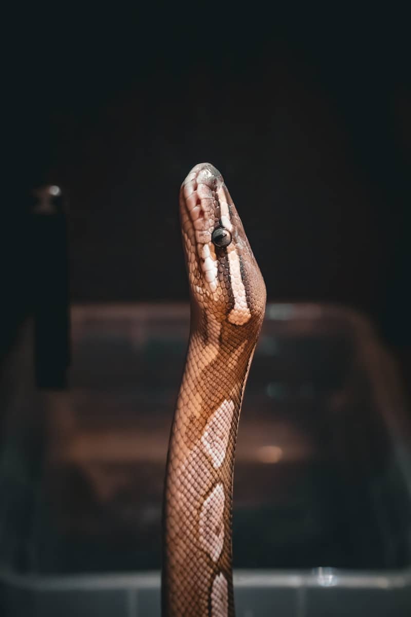 A snake's head and neck emerge from darkness