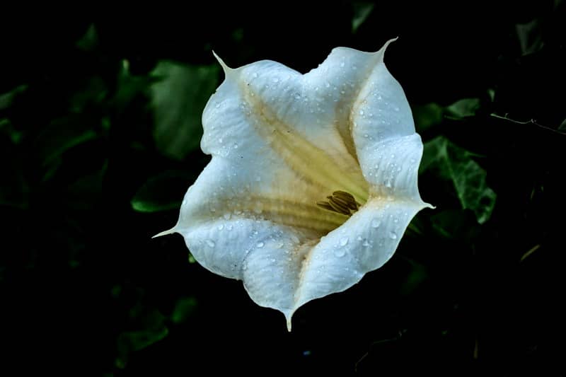 a white flower with water droplets on it