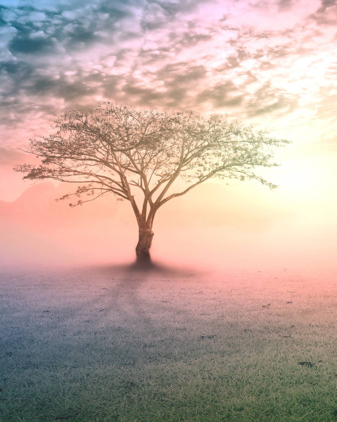 ROOTED ?// Staying grounded while being connected to something bigger