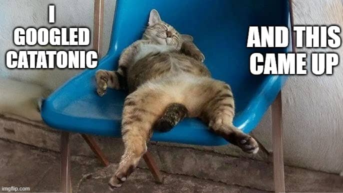 meme of a cat being catatonic