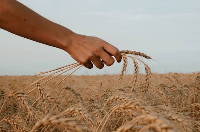 Someone holding grains of wheat