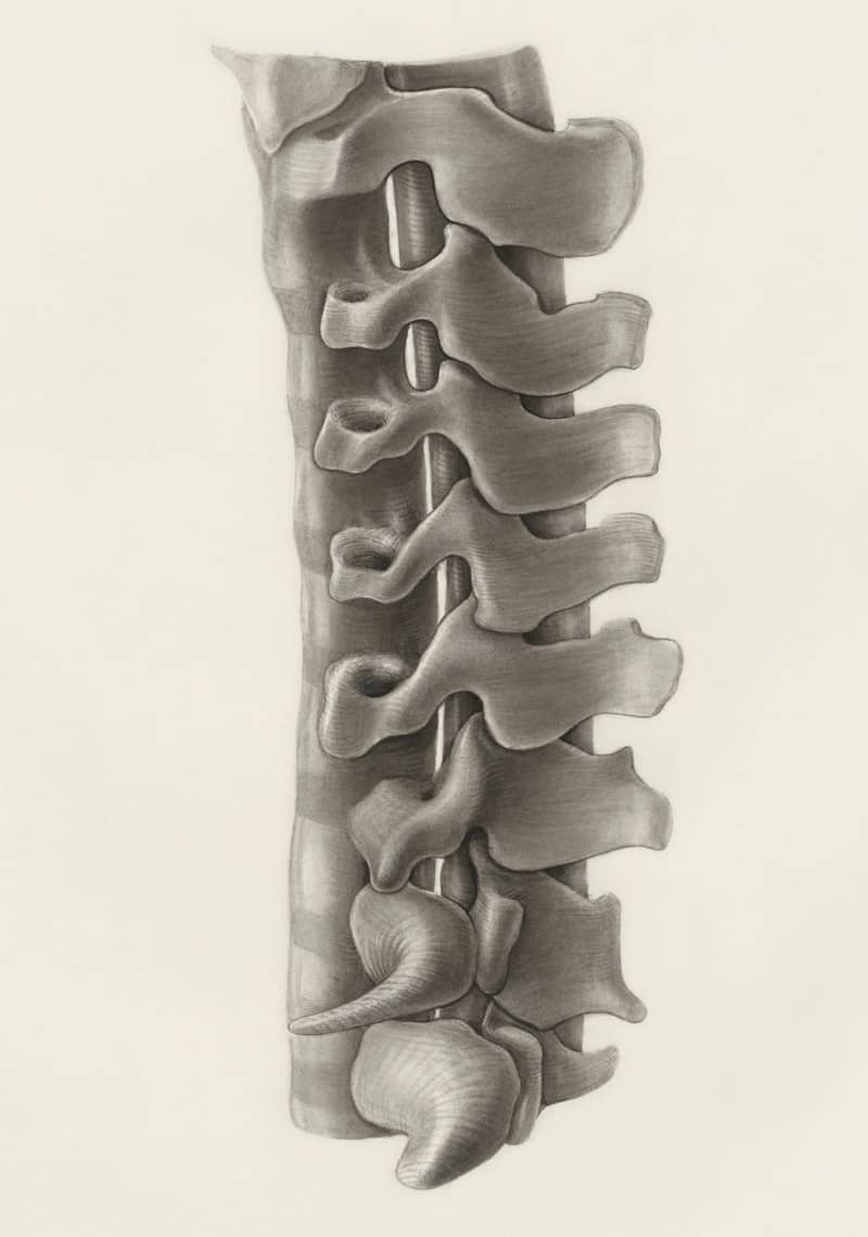 a drawing of the back of a human skeleton