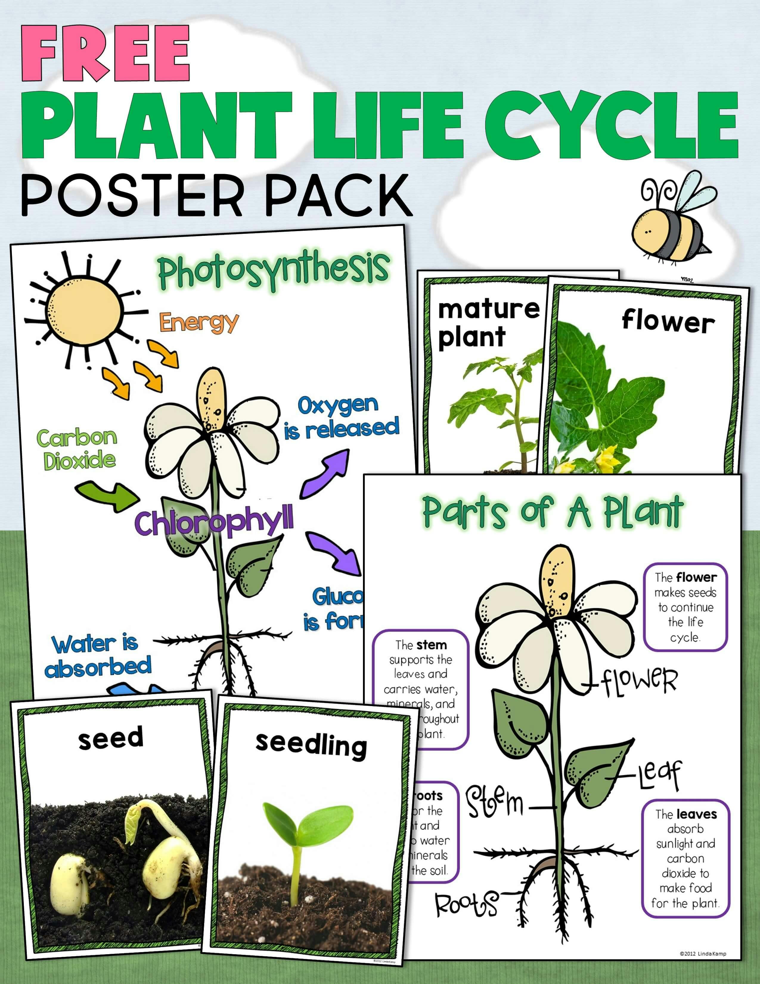 Plant Life Cycle Activities-Fun, Hands-on Science for Kids