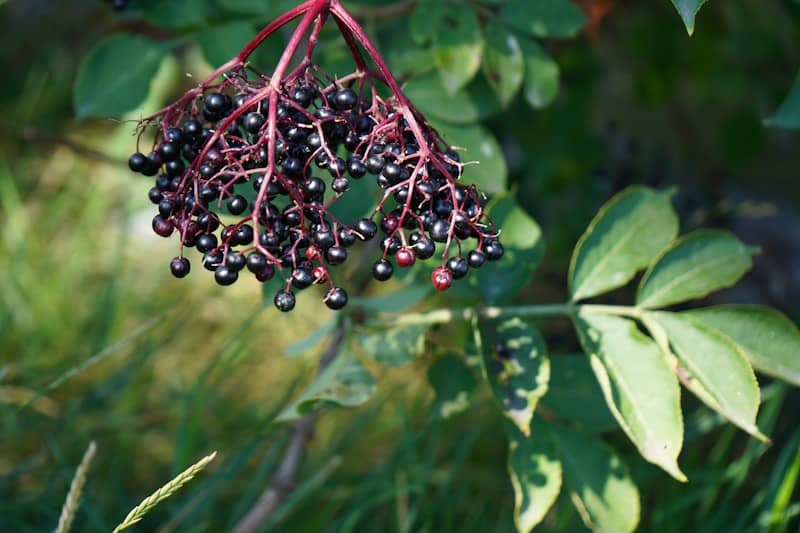 A bunch of berries hanging from a tree