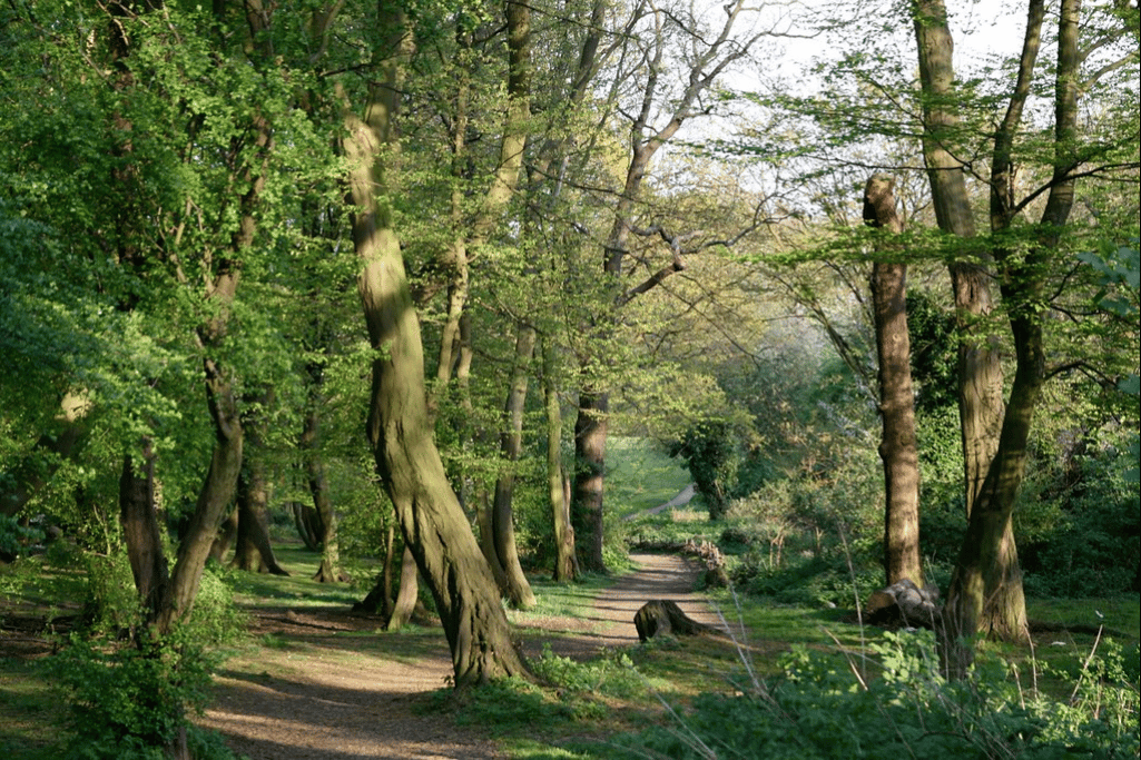 aancient enormous trees in a wood path throughh