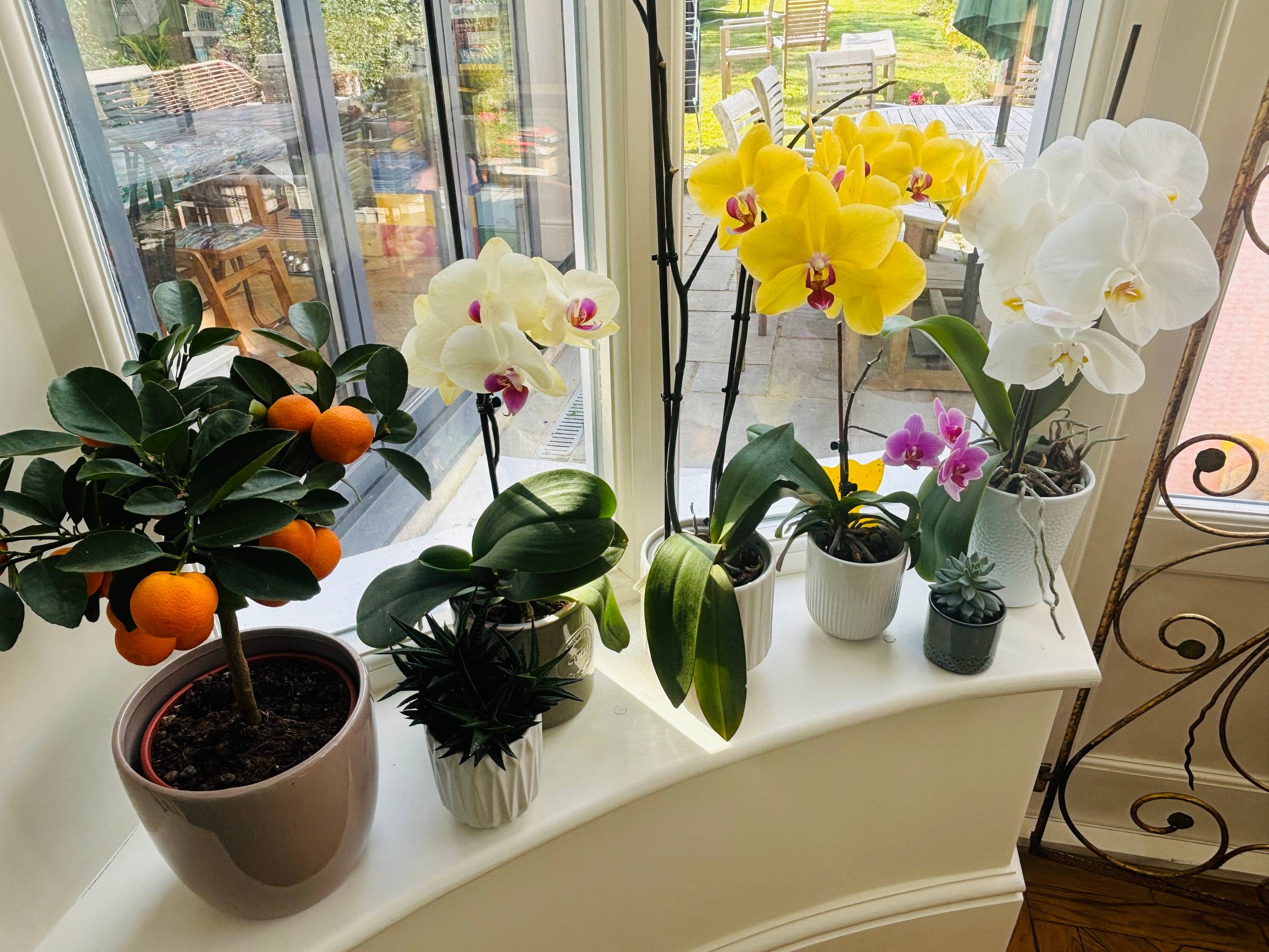 a window sill with 3 orchids on it, and a sunny garden behindd