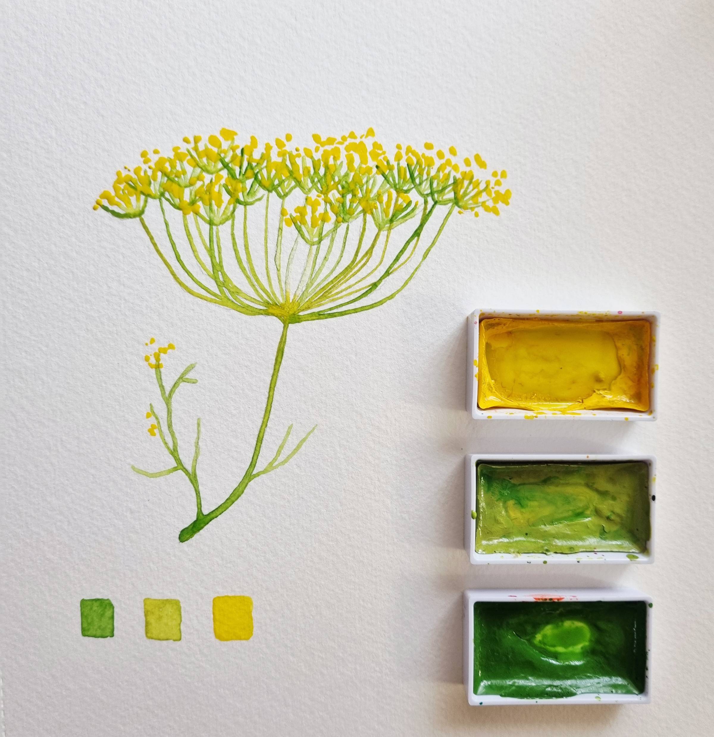 Dill Plant