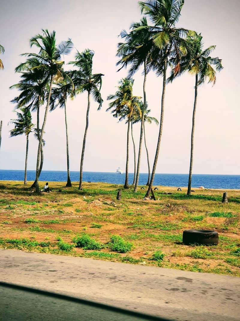 a grassy area with palm trees and the ocean in the background