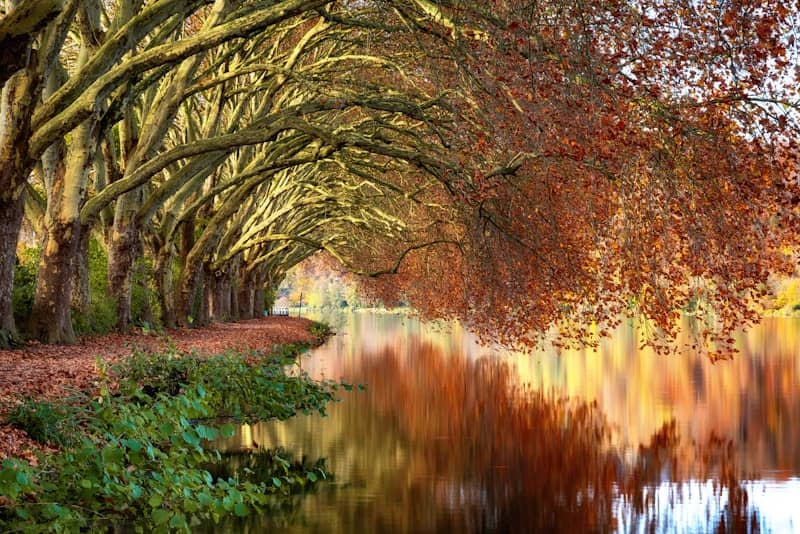 Autumn trees arching over a tranquil canal reflecting colors