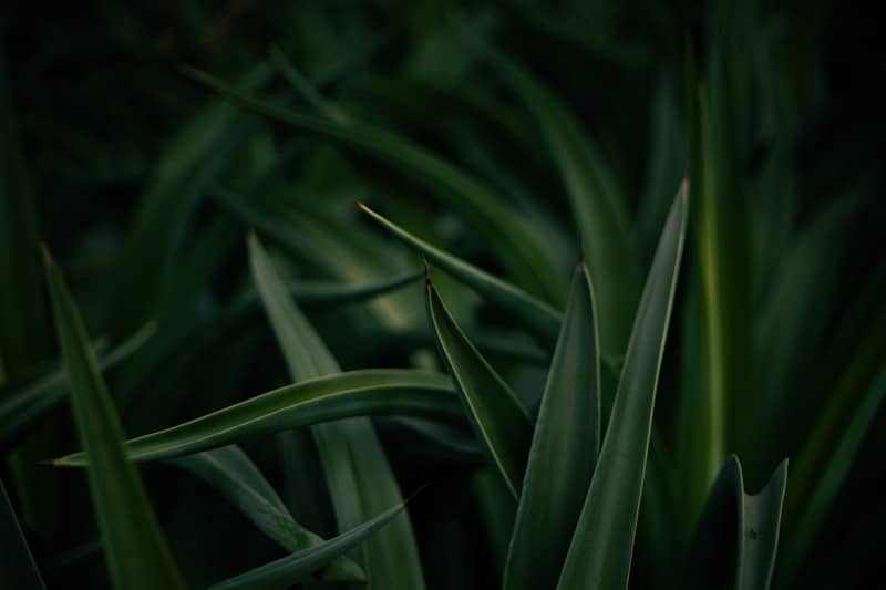 Close-up of dark green grass blades.