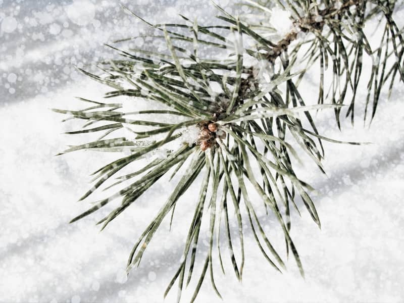Pine needles covered in snow and ice