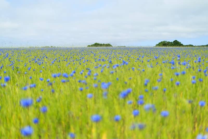 A field of blue flowers under a cloudy sky.
