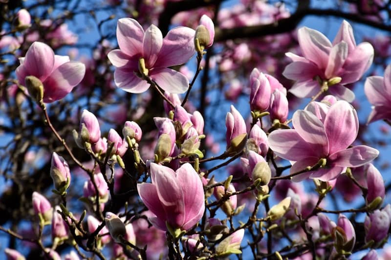 Pink magnolia blossoms blooming on a tree branch.
