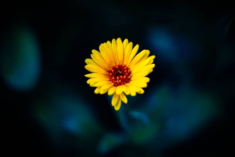 A single yellow daisy with a dark background.