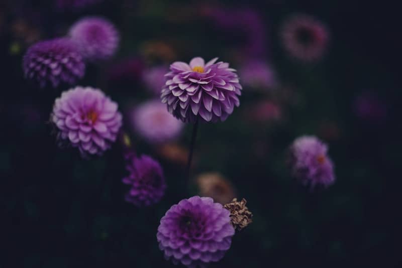 Purple dahlia flowers bloom in soft focus.