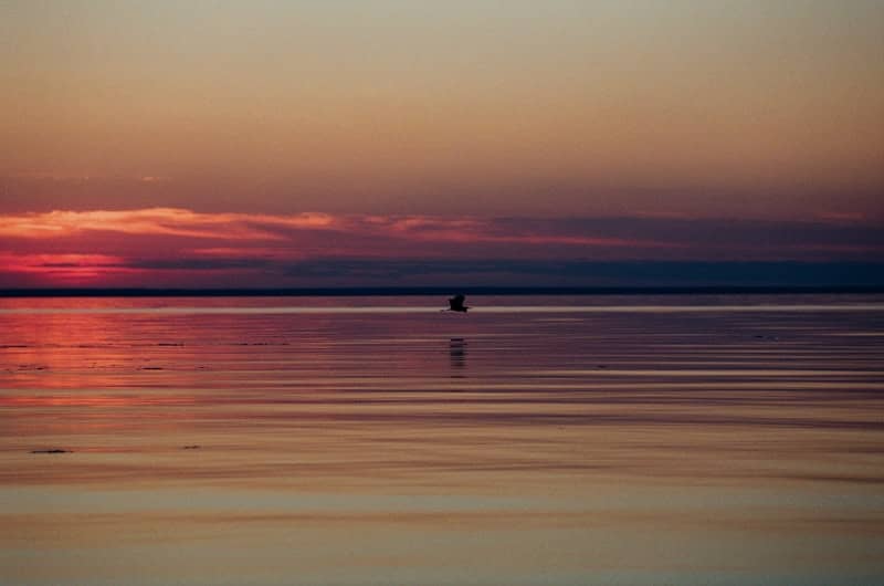 Sunset over a calm ocean with a distant bird