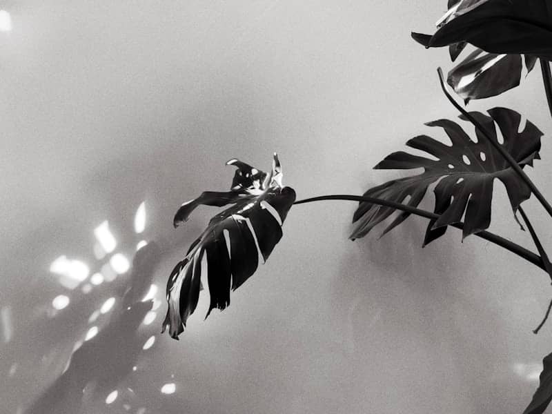 Monstera leaves with dappled sunlight on wall