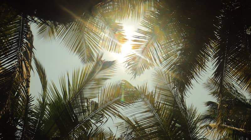 Sunlight shines through palm tree fronds on a bright day.