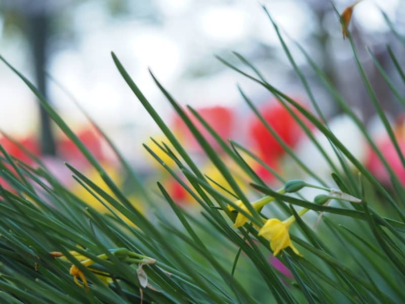Green grass and colorful flowers in soft focus