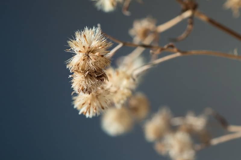 Dry seed heads on a thin branch against blue.