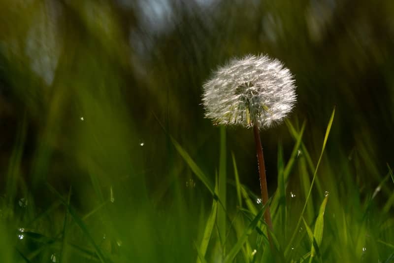 Dandelion seed head in lush green grass