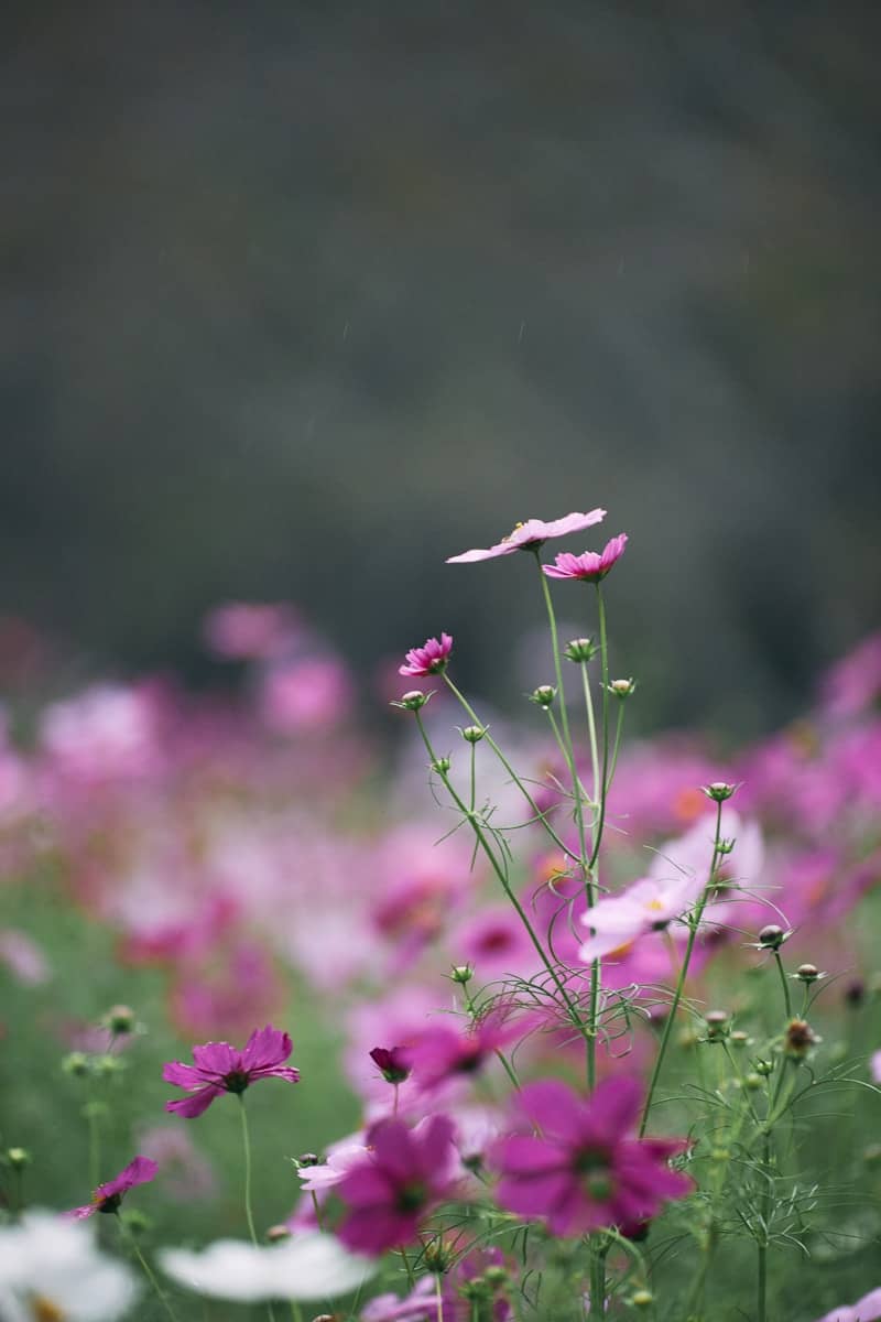 Field of pink and purple cosmos flowers in bloom