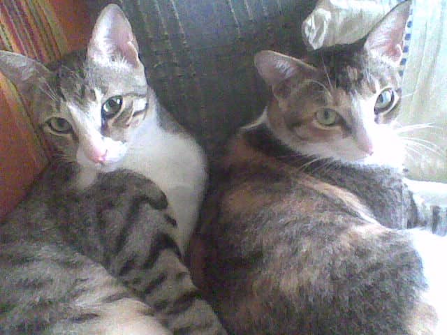2 cats - Amadeus and Artemis
