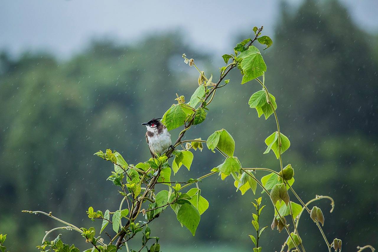 A bulbul singing in the rain