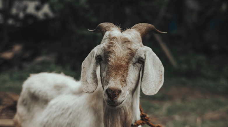 Goal by Nothing Ahead and Pexels
