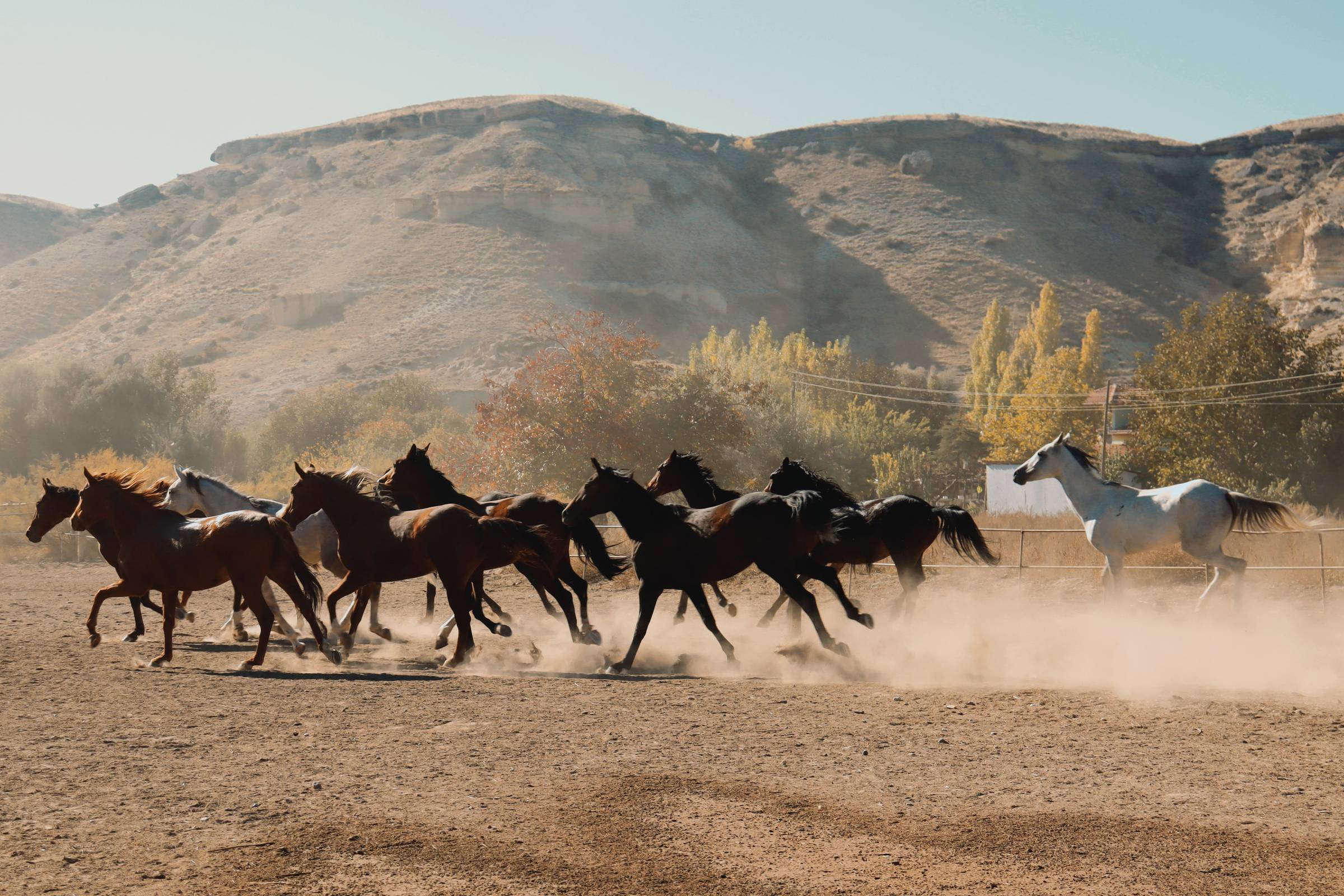 Wild horses: Photo by Kubra Zehra from Pexels