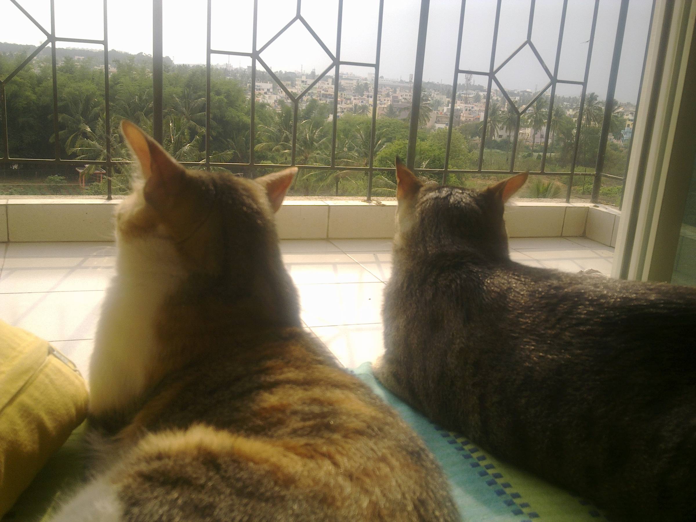 2 cats sitting together