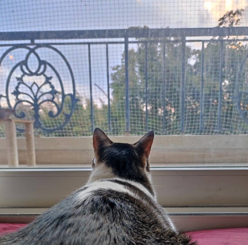 A black and white cat