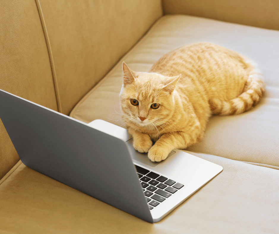 cat on a laptop