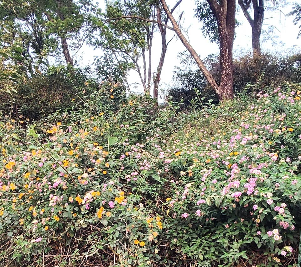 spring wildflowers in bloom