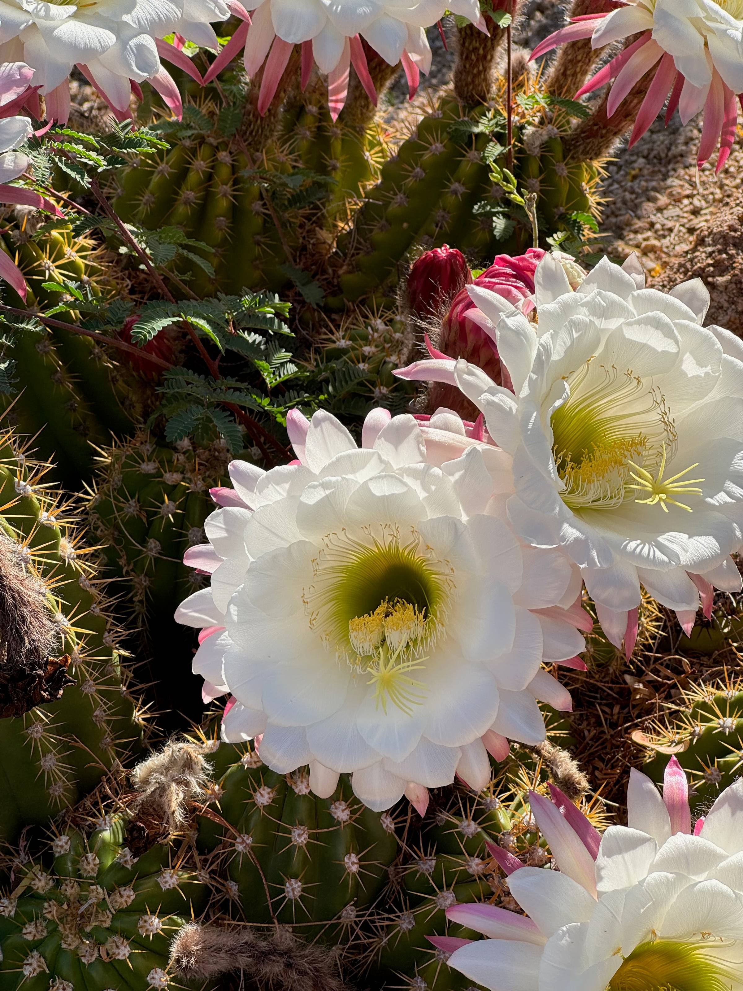 Featured Image for Welcome to A Poet’s Potpourri