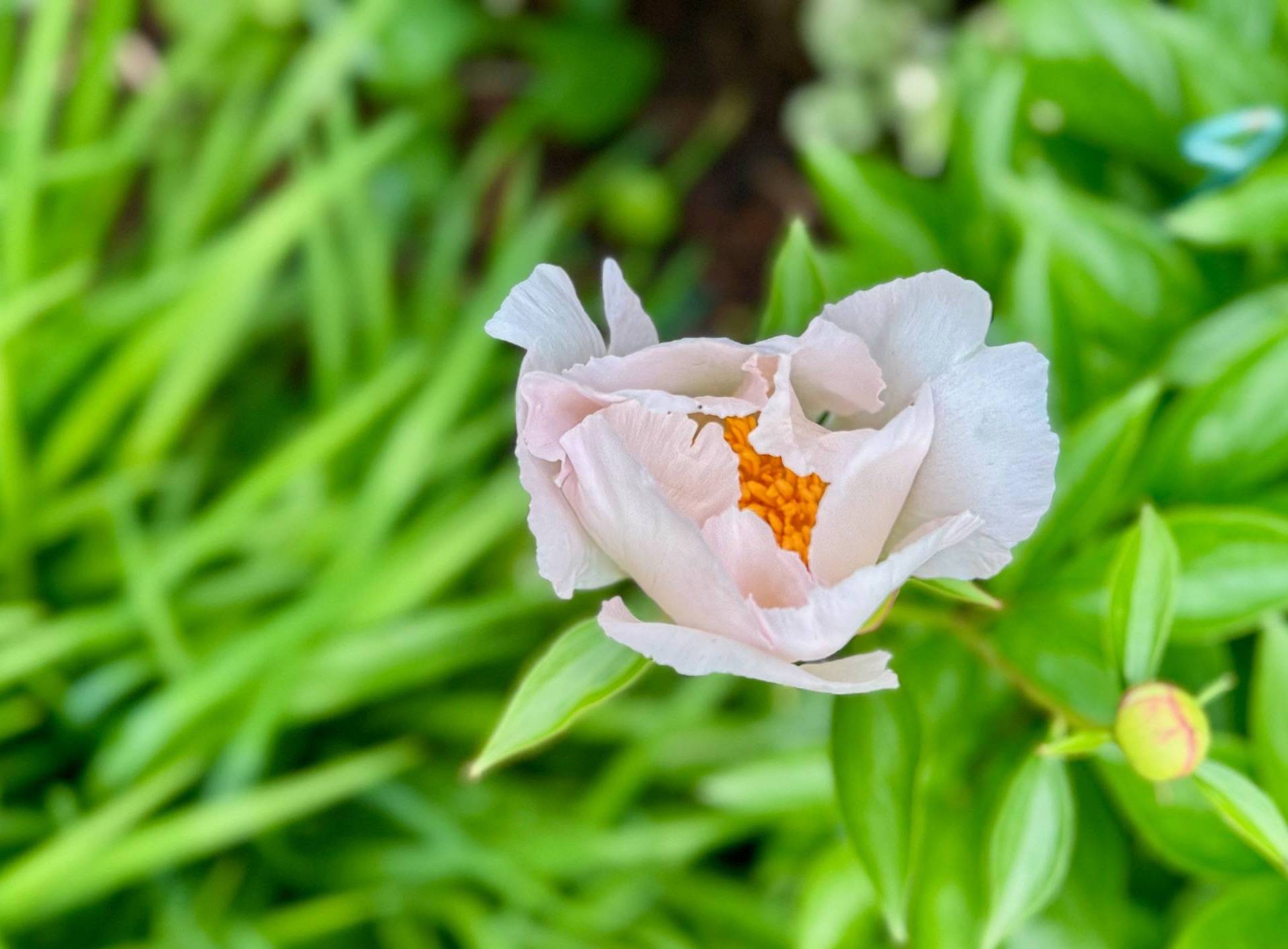 Featured Image for Welcome to A Poet’s Potpourri