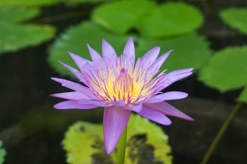 Become the CEO of your mind. A vibrant purple water lily blooms in the pond.