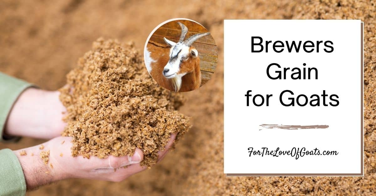 🐐 Brewers grains for goats, black and white chickens, and ricotta