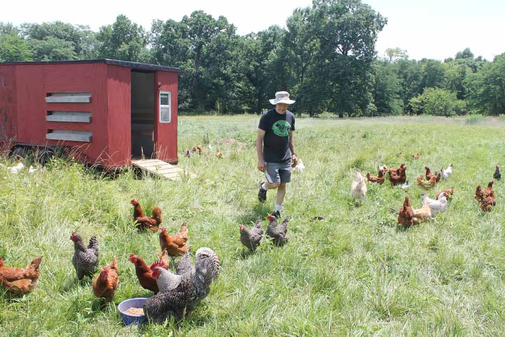 man, chickens, henhouse