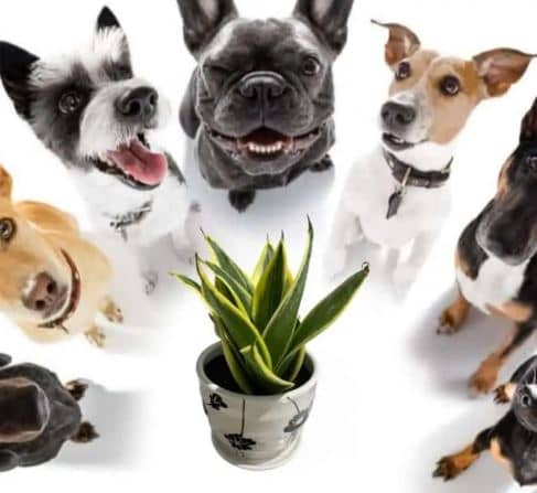 Are snake plants toxic to dogs