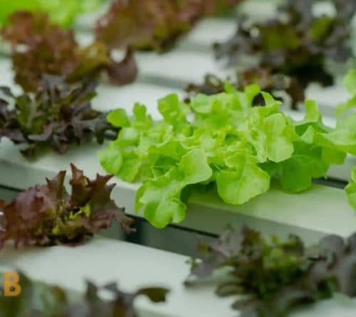 Hydroponic Gardening For Beginners