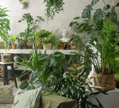 Best Indoor Oxygen Plants for Your Home