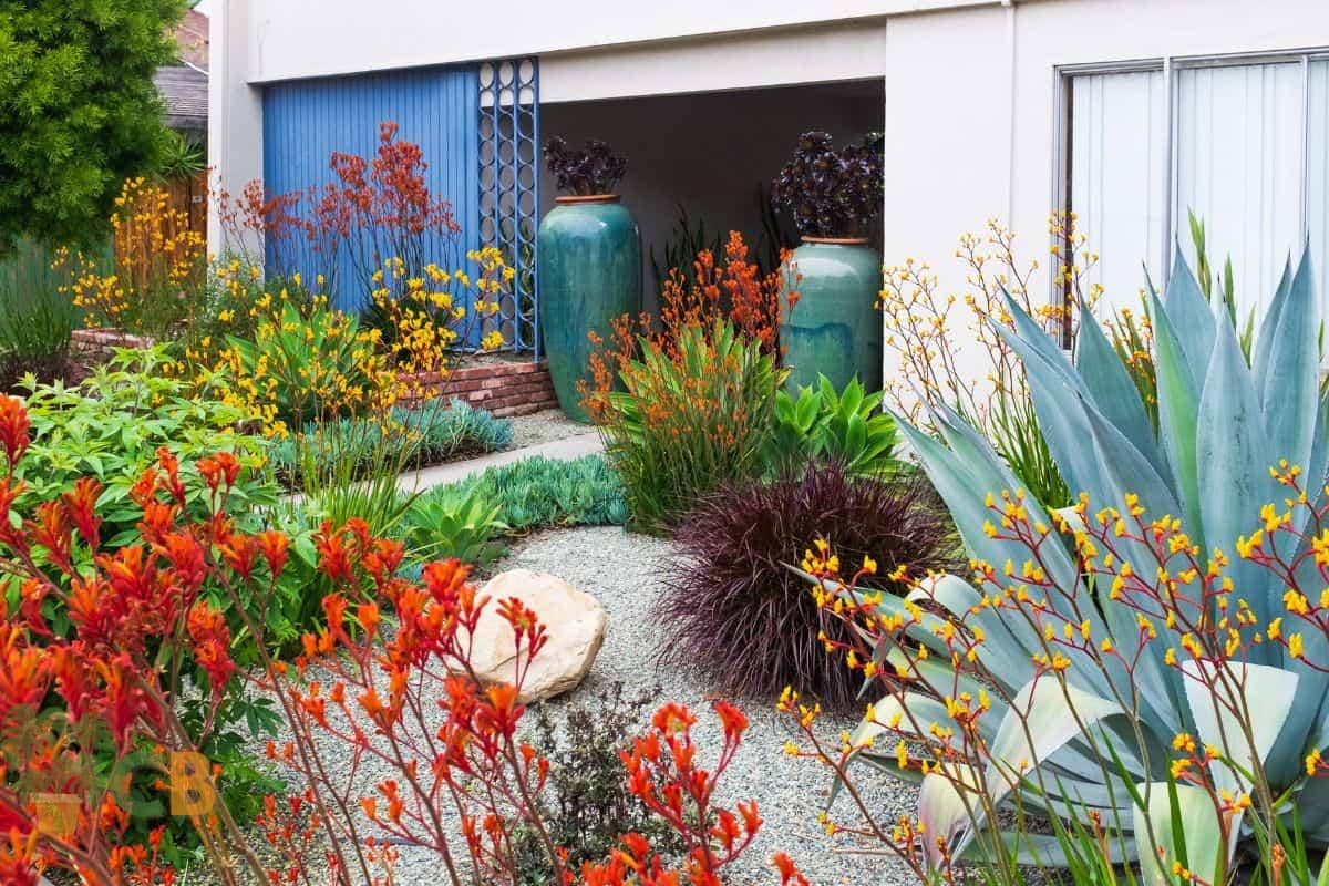 Succession Planting & Mid-Summer Care
