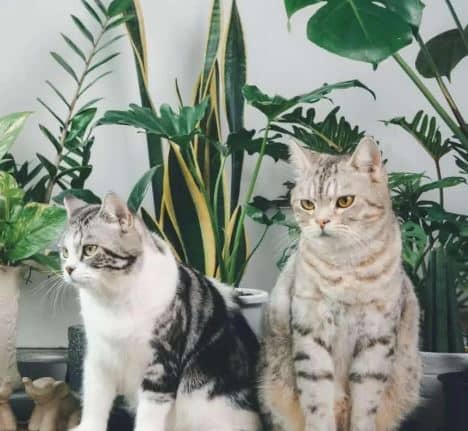 Are Snake Plants Toxic to Cats